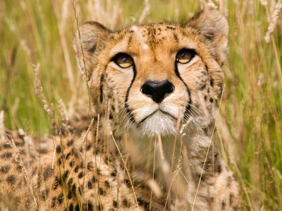 Male_Cheetah_Wildlife_Heritage_Foundation_United_Kingdom