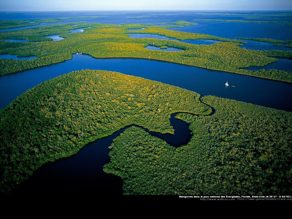 Mangroves in Everglades national park, Florida, United States