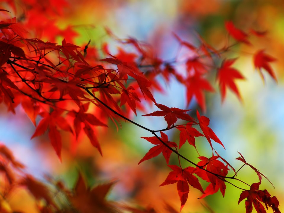 Maple3