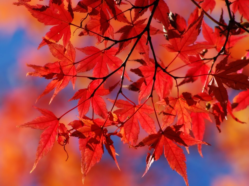 Maple4
