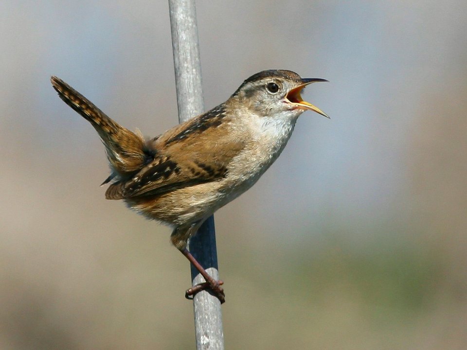 Marsh_Wren