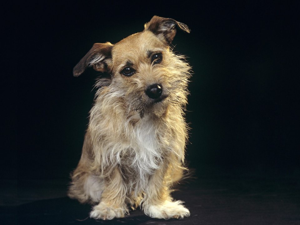 Mixed_Breed_Terrier