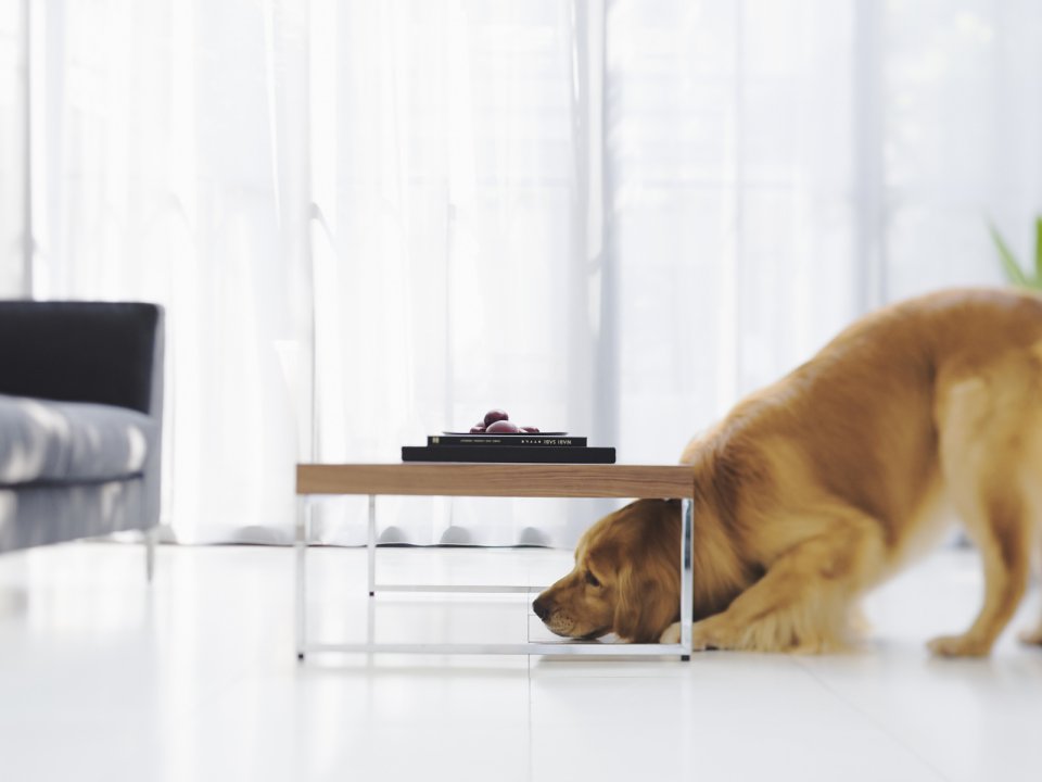 现代家居中玩耍的金毛寻回犬