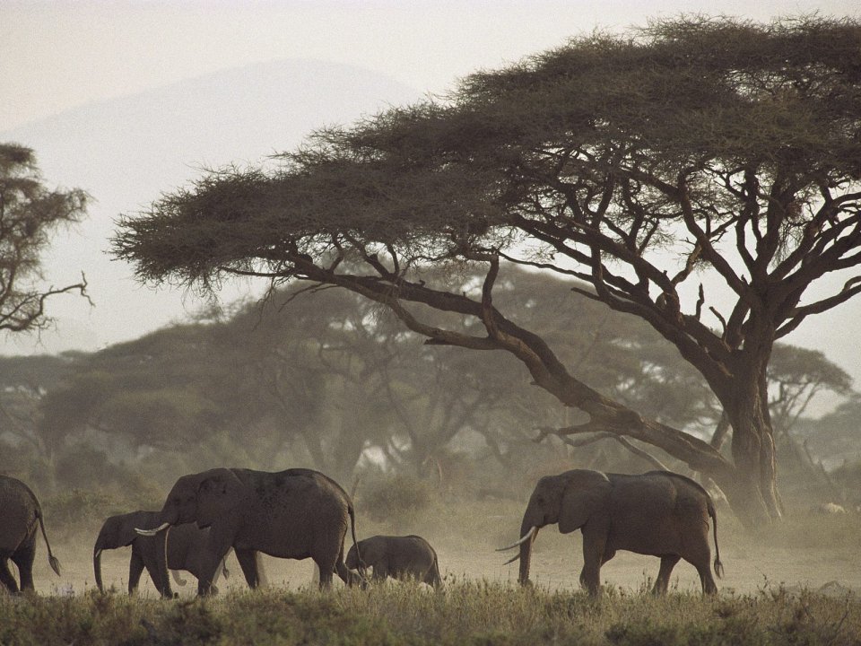 Mothers_and_Calves_African_Elephants_Kenya