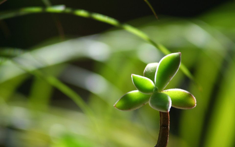 Mount Abu Sapling,India