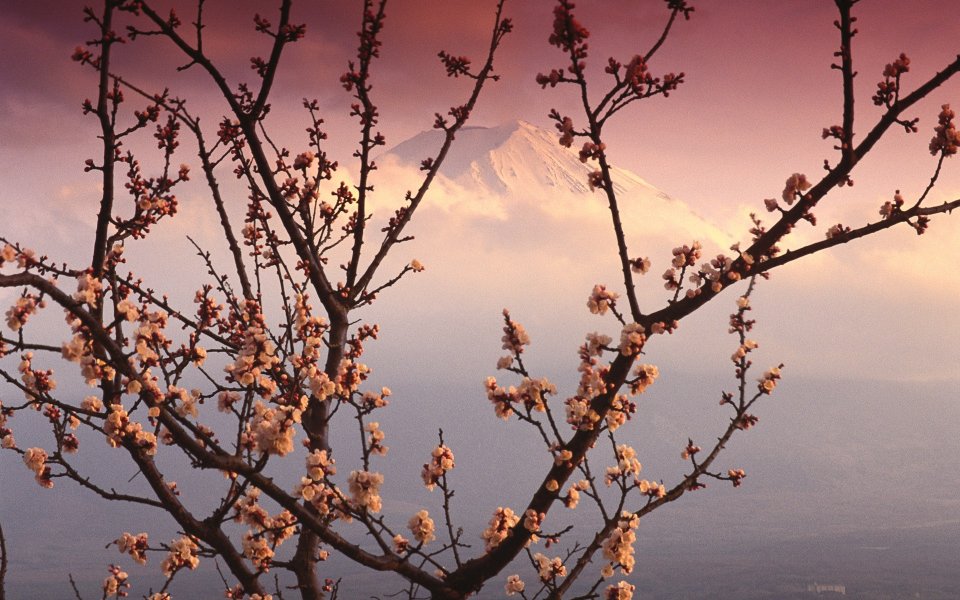 Mount Fuji and Cherry Blossoms,Japan