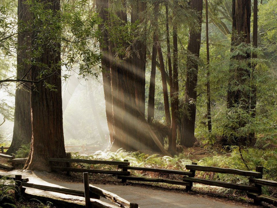 Muir_Woods_National_Monument_Marin_County_California