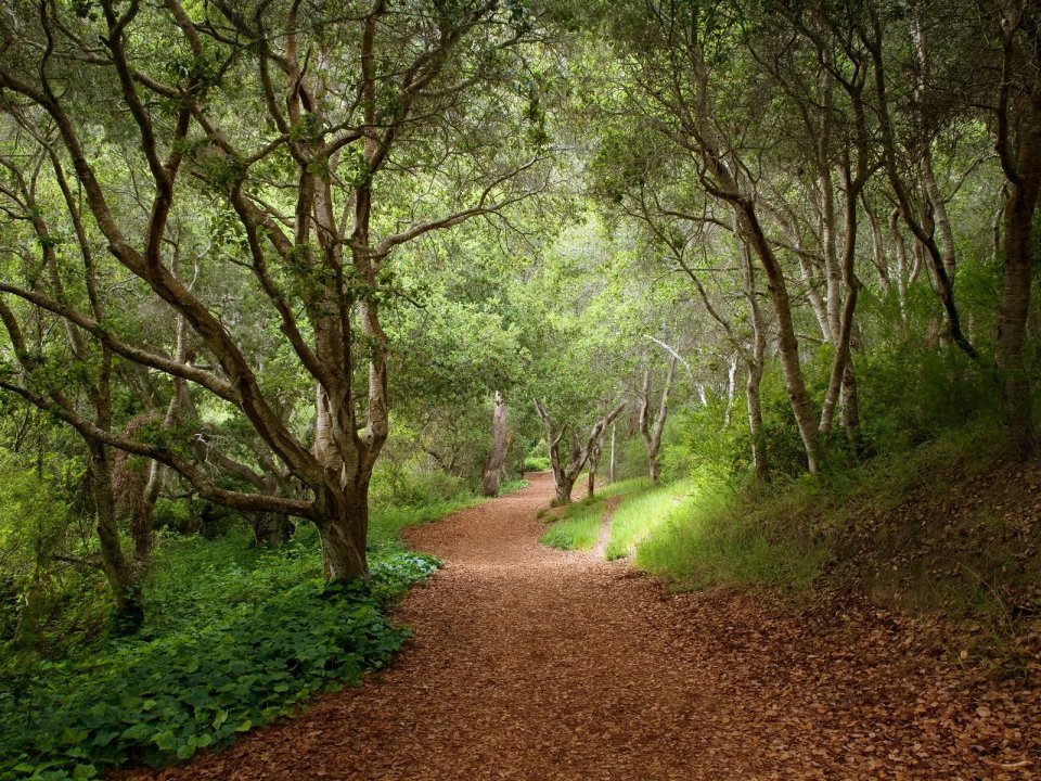 Mystical_Forest