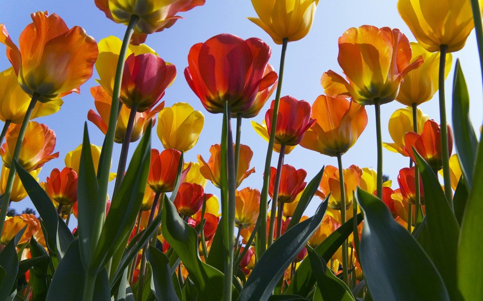 Netherlands, Tulpen in de Keukenhof (Tulips in Keukenhof Gardens)