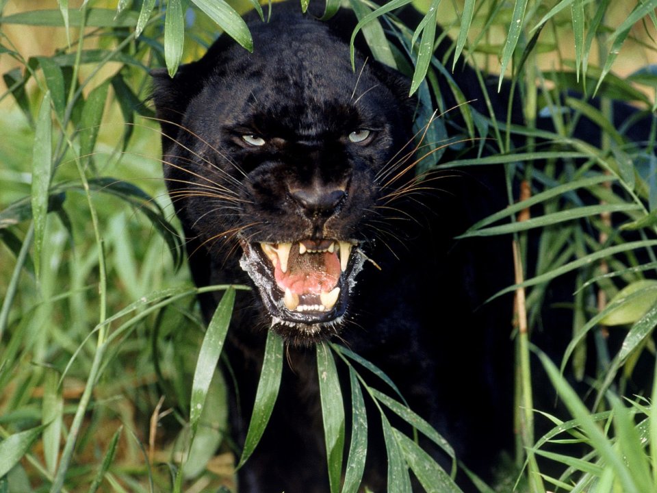 One_Livid_Leopard
