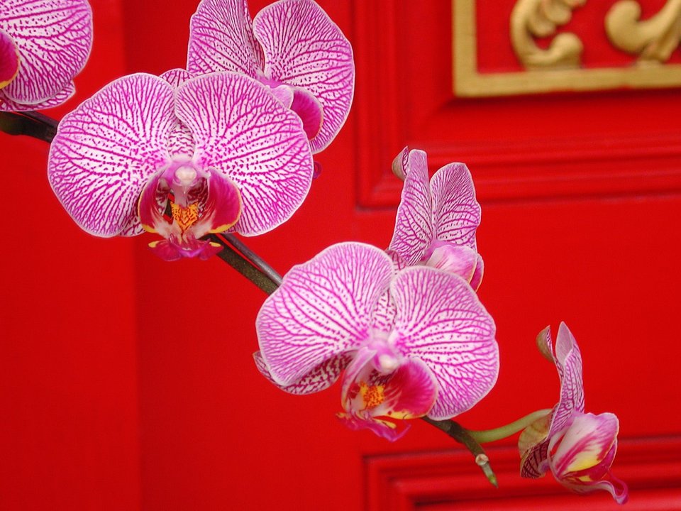 Ornate_Orchids
