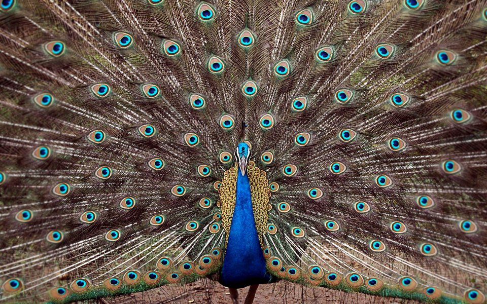 Peacock at Tata Steel Zoological Park in Jamshedpur,India