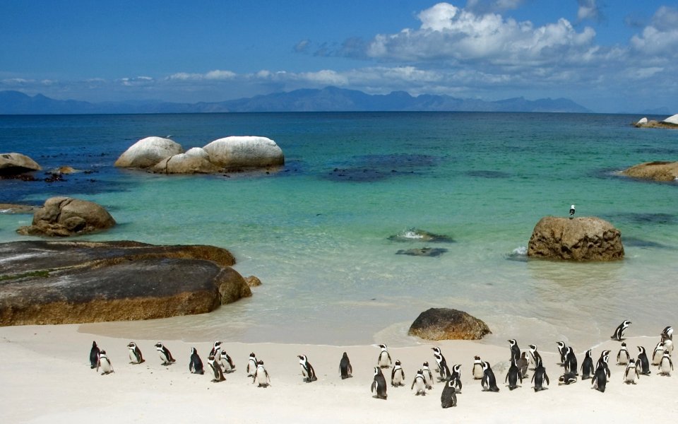 Penguins on Boulder Beach, South Africa