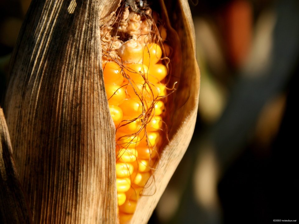 photography_cornone