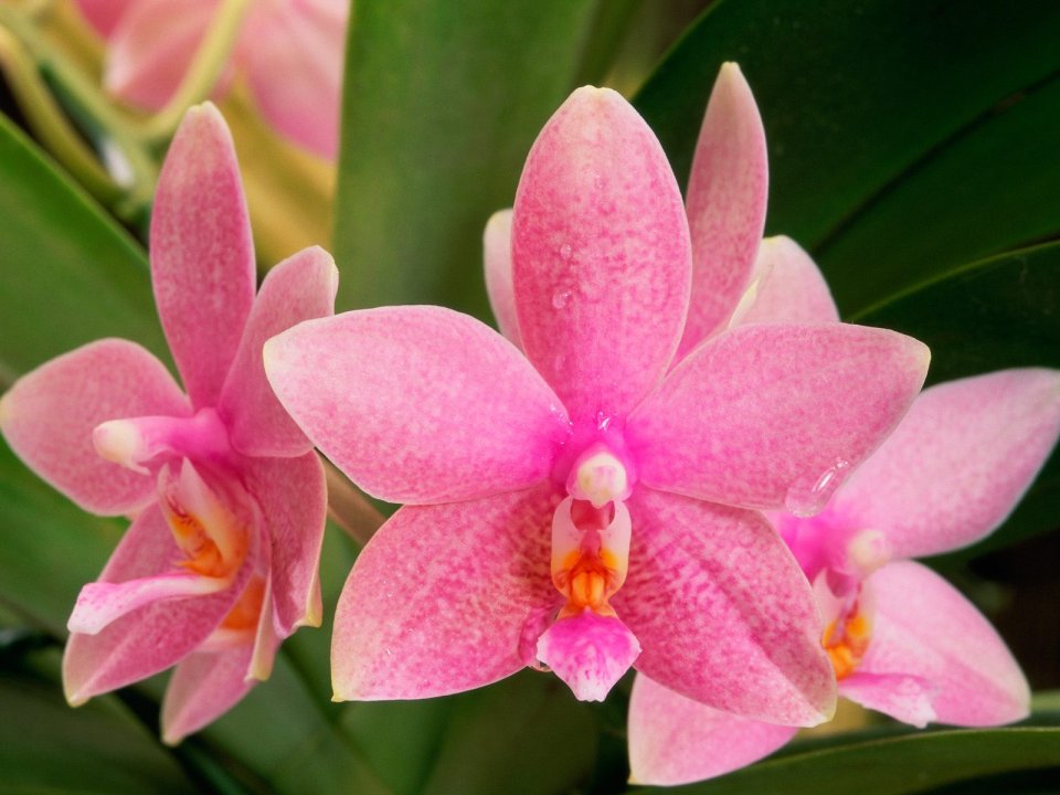 Pink_Orchids