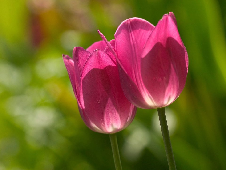 Pink_Tulips
