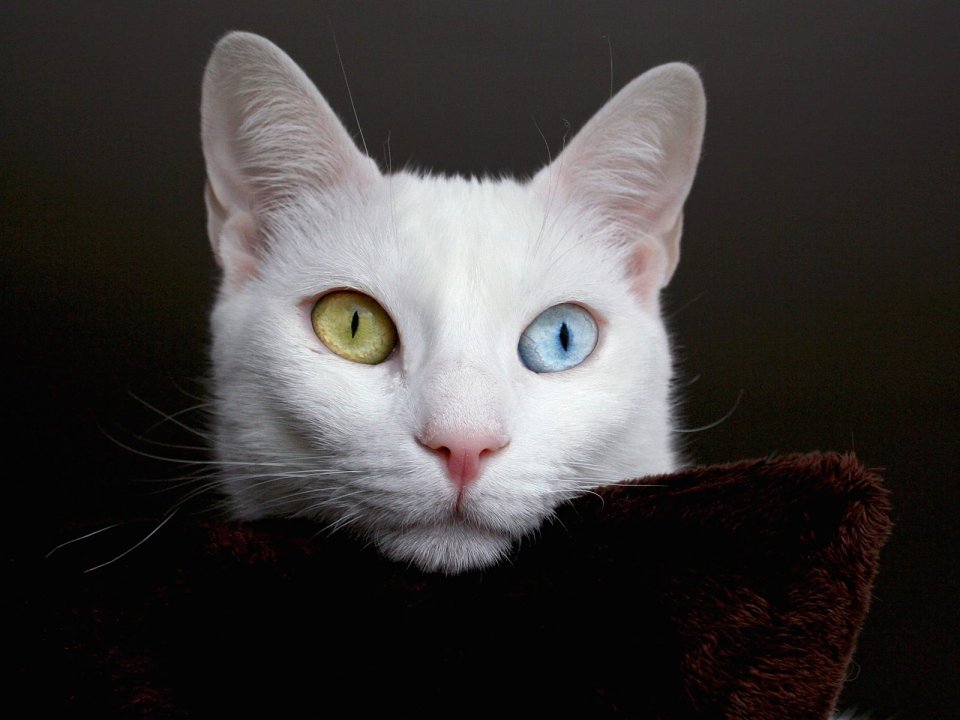 Pitirsu_Turkish_Van_Cat_Istanbul_Turkey
