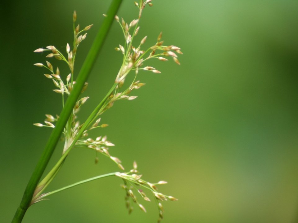 plants_grass_x3_0010