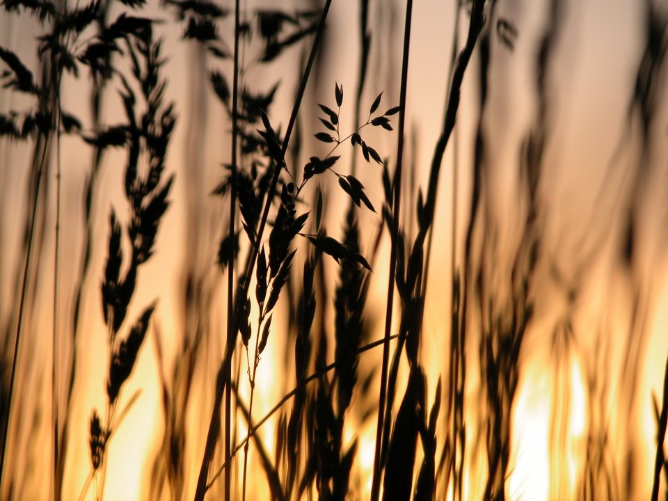plants_grass_x3_0026