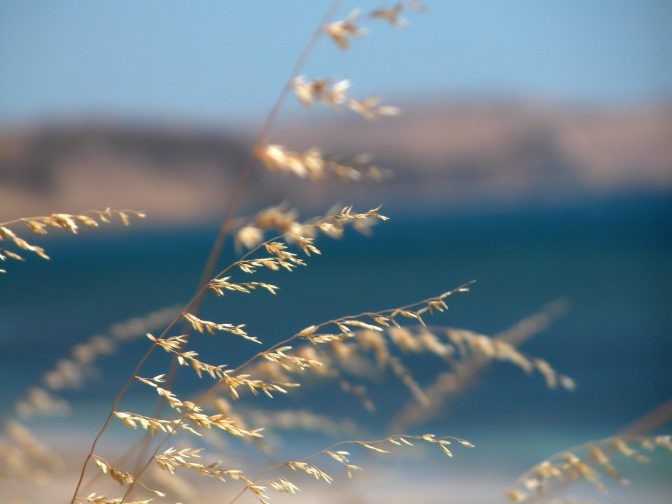 plants_grass_x3_003