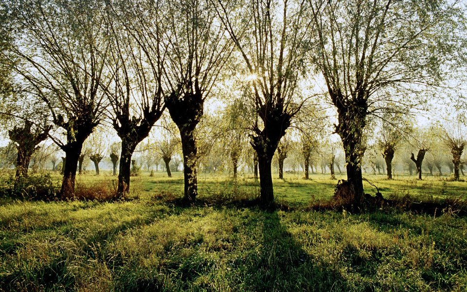 Poland, Wierzby, Mazowsze (Willow Trees in the Mazowsze Region)