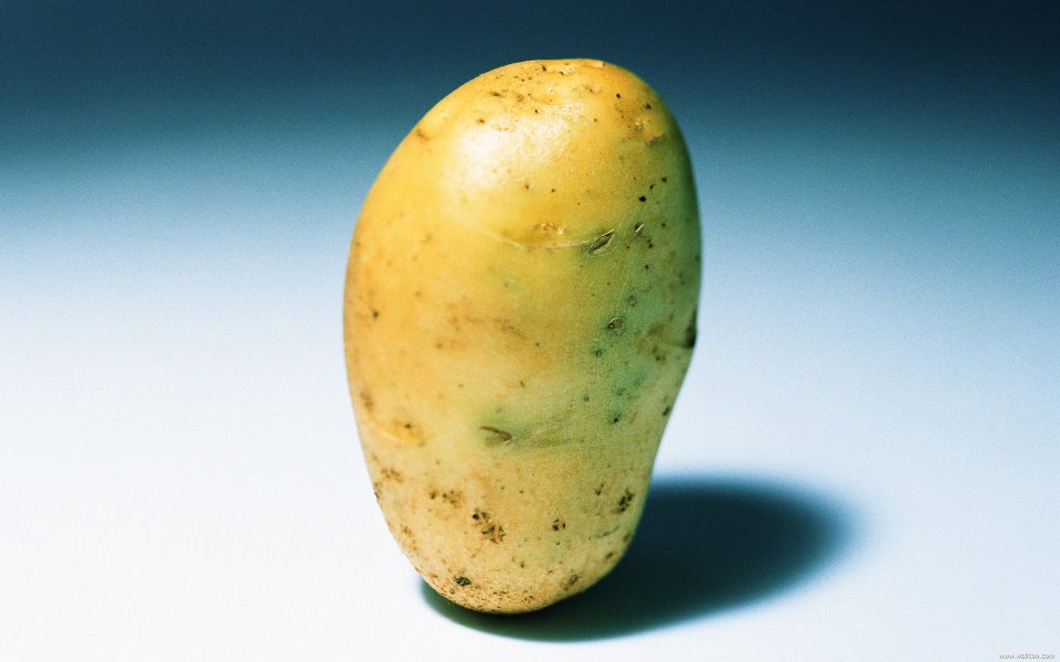 Potato, close-up