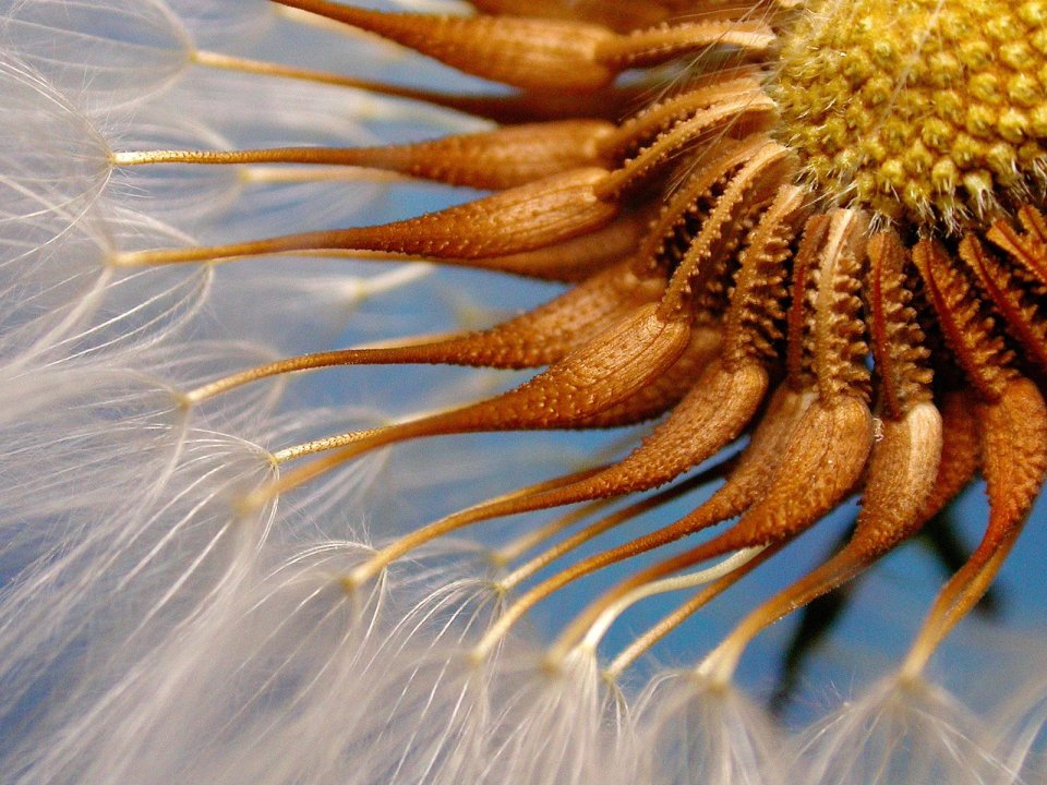 Prickly_Goldenfleece