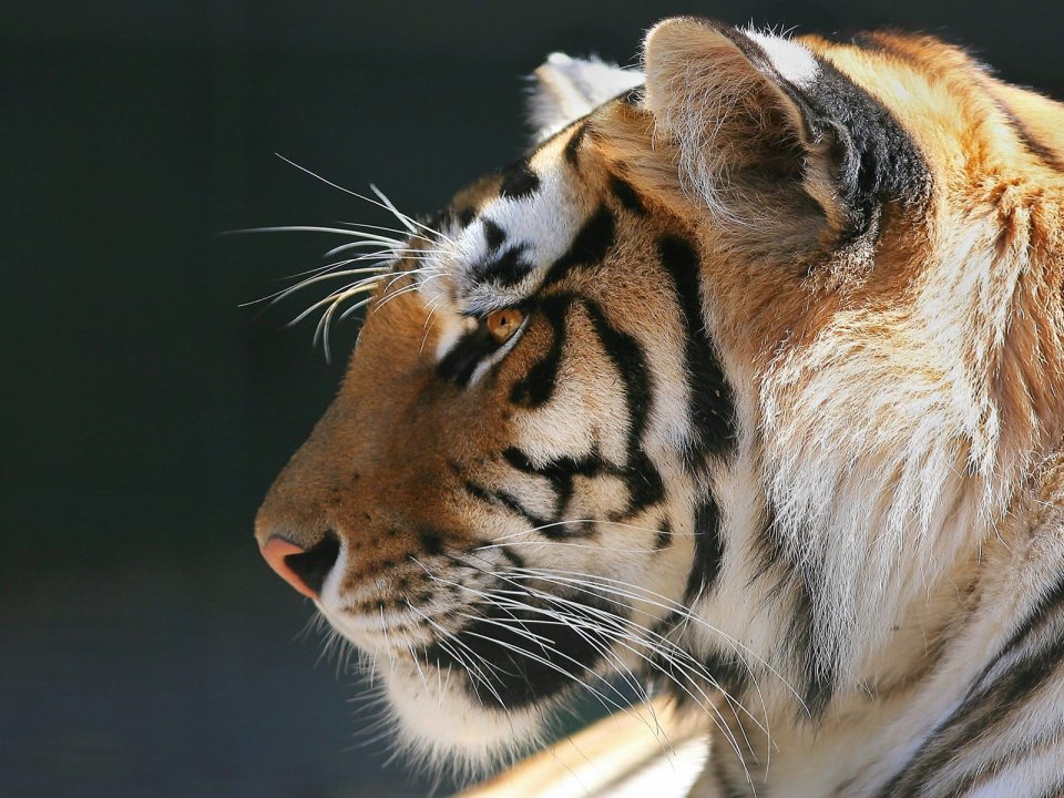 Profile_of_a_Bengal_Tiger
