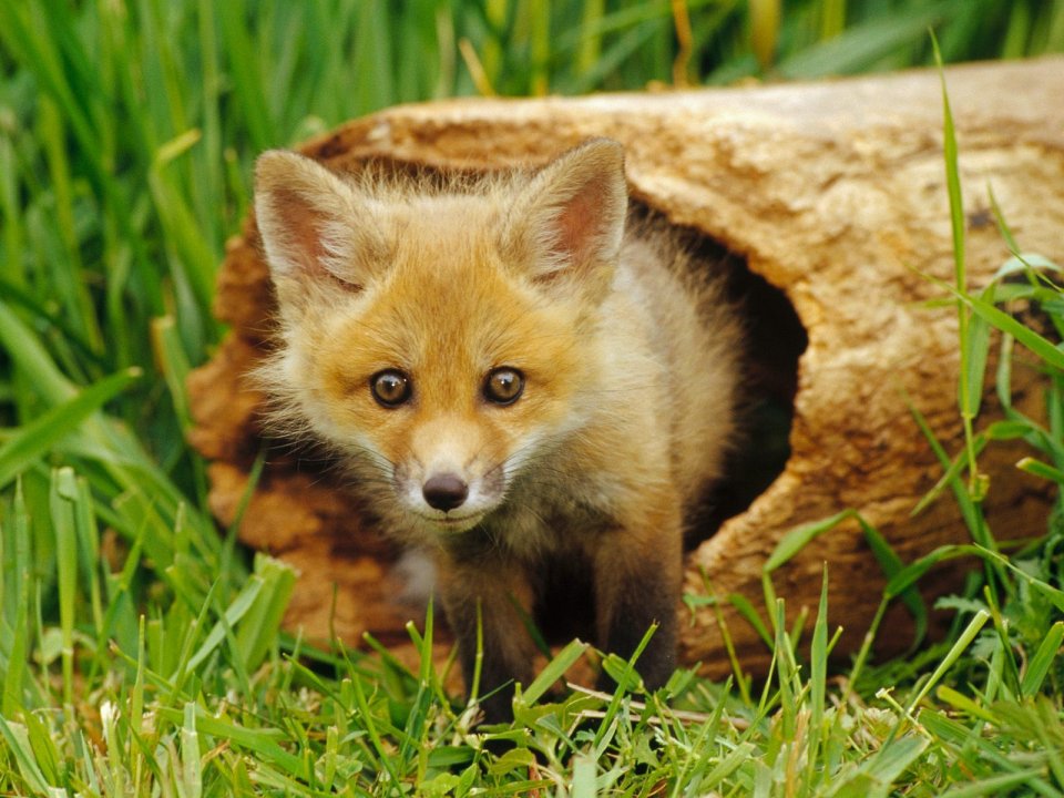 Red_Fox_Pup