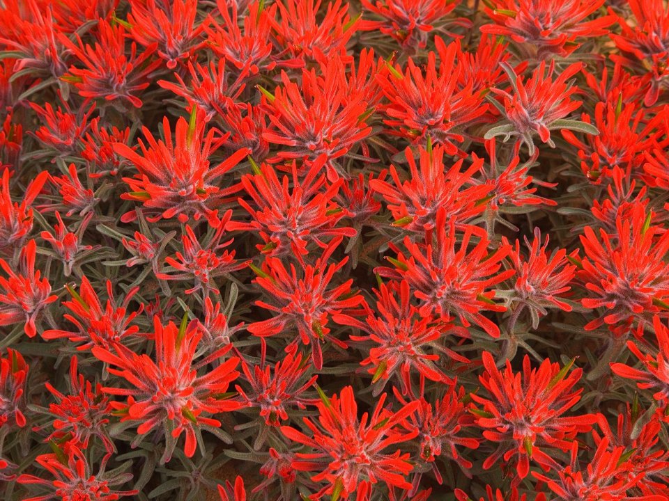 Red_Paintbrush_Utah