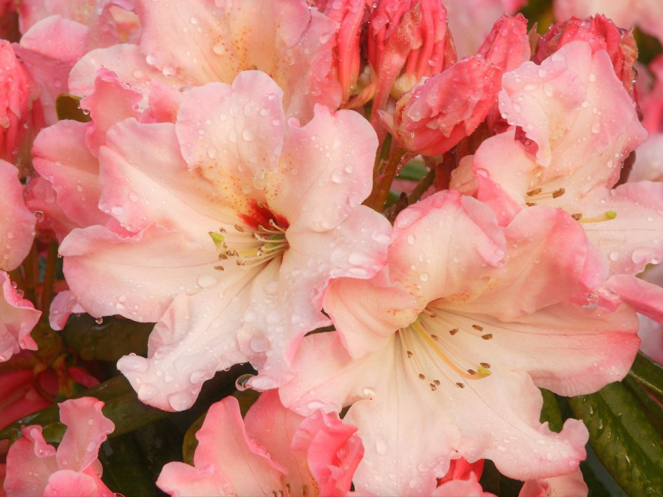 Rhododendron_Blossoms