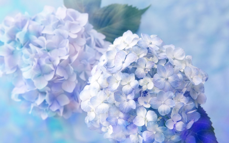 Romantic_Events_Flowers_photo_167