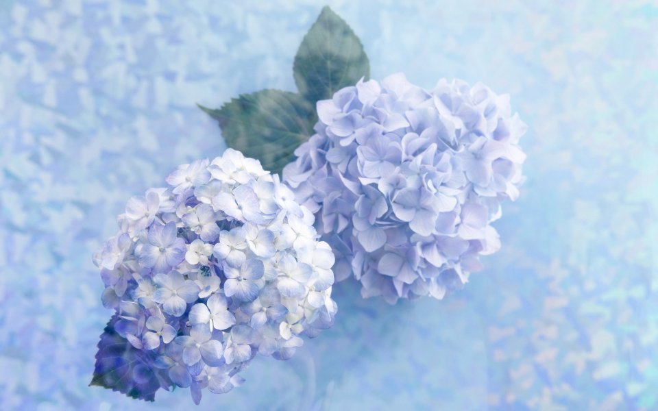 Romantic_Events_Flowers_photo_168