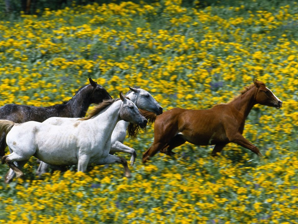 Running_Horses