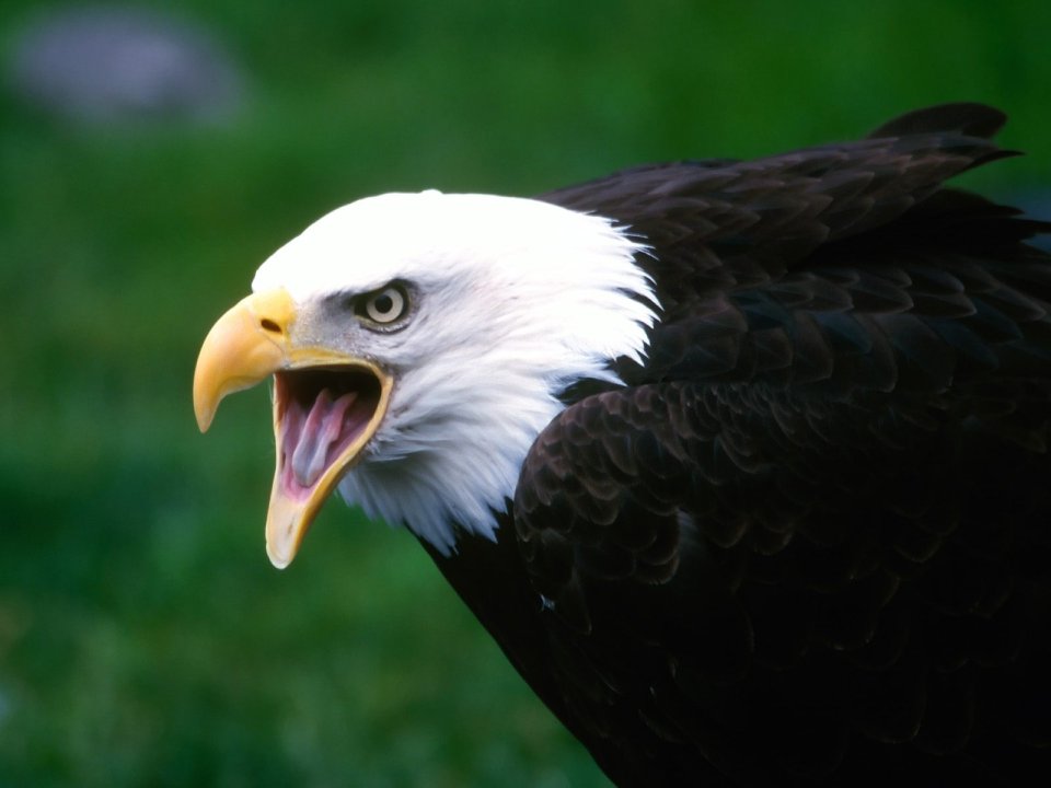 Screaming_Eagle