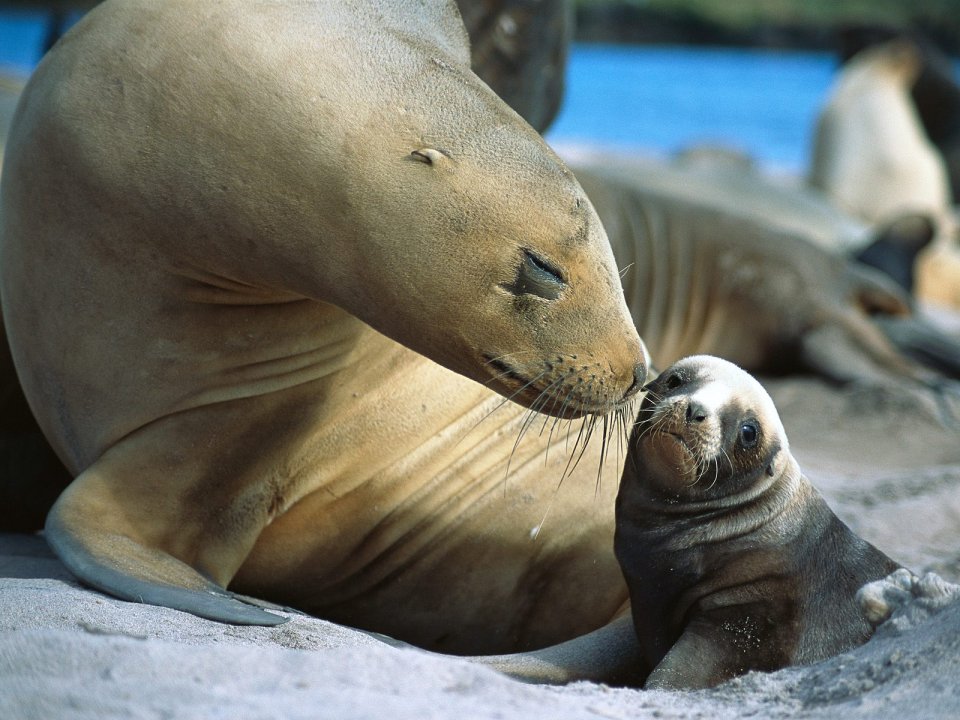 Sea_Lion_Smooch_Auckland_Islands_New_Zealand