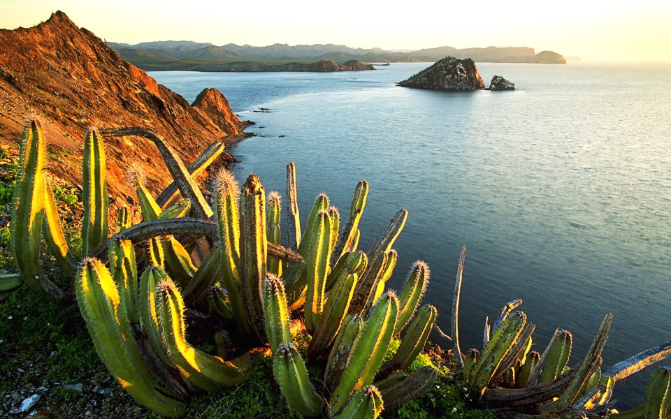 Senita Cacti Growing on Isla Datil.Mexico