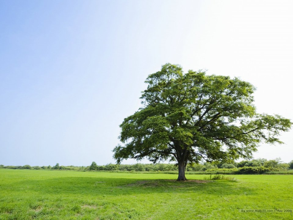 Single_tree_in_green_field_in_sunny_day_JA089_photo