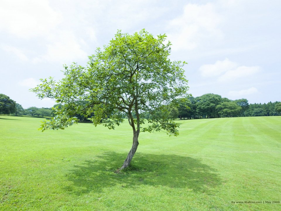Single_tree_in_green_field_in_sunny_day_JA100_photo