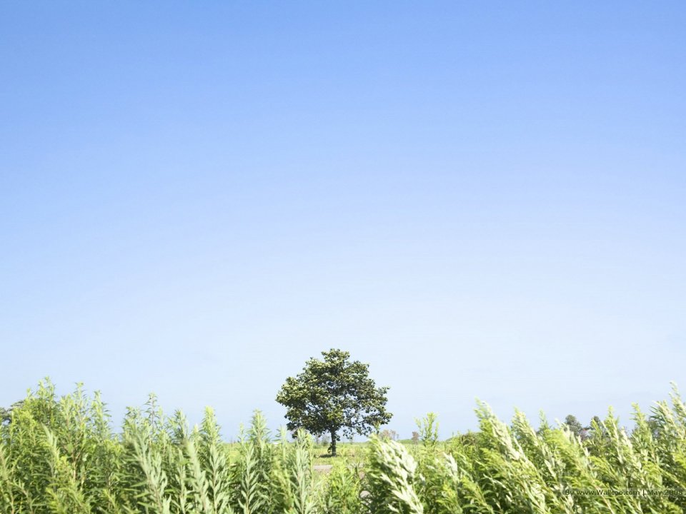 Single_tree_in_green_field_with_blue_sky_JA084_photo