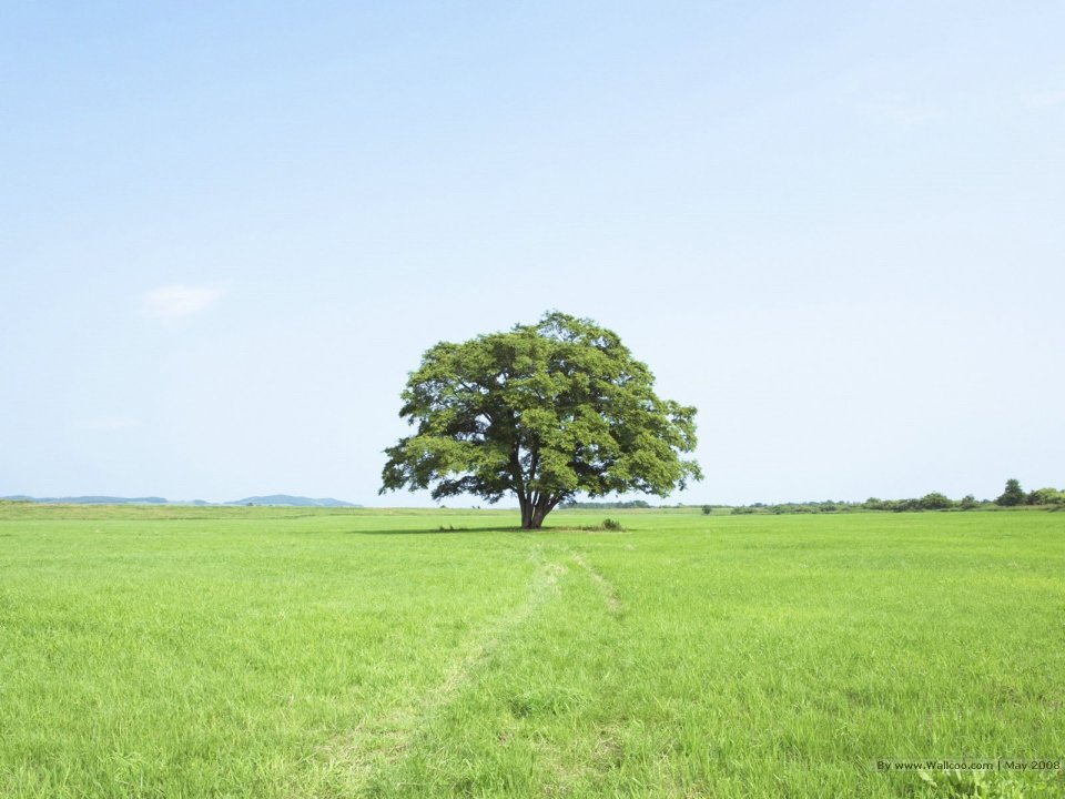 Single_tree_in_green_field_with_blue_sky_JA094_photo