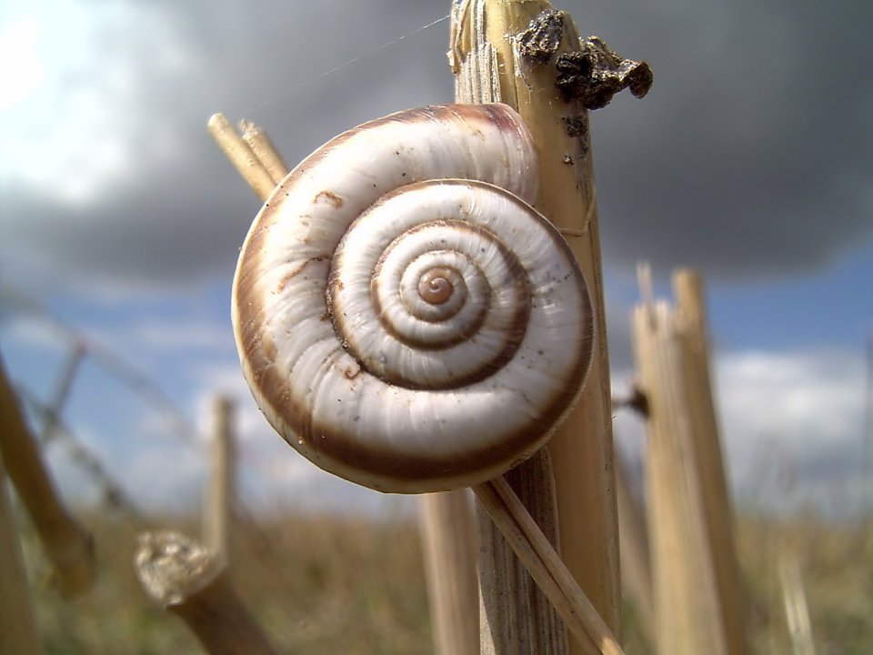 Snail_on_the_Corn