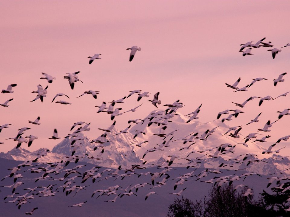 Snow_Geese_Near_Mount_Baker_Washington
