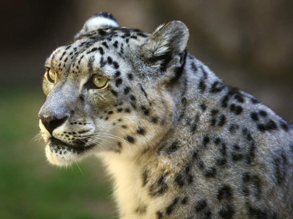 Snow_Leopard