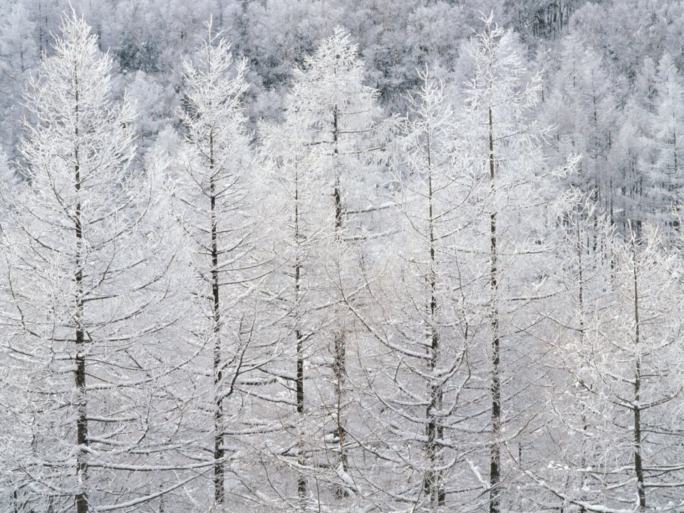 Snow_Winter_Scene_winter_snow_wallpapers_MIL50062_wallcoo.com