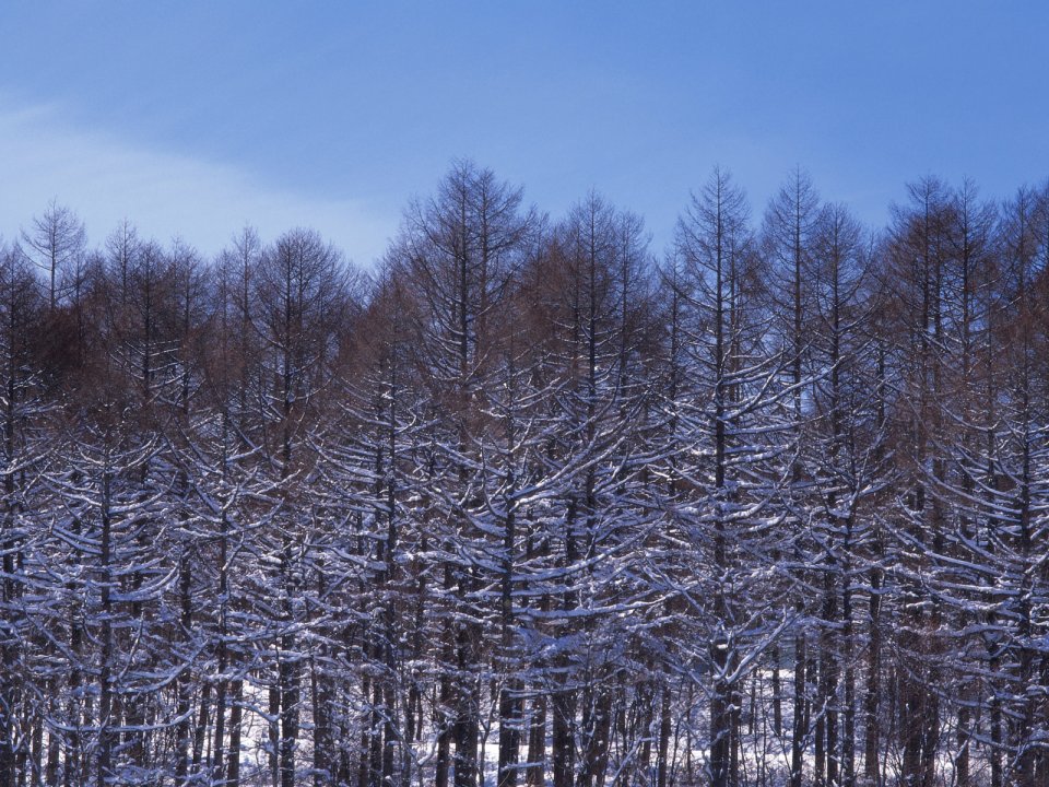 Snow_Winter_Scene_winter_snow_wallpapers_MIL50064_wallcoo.com