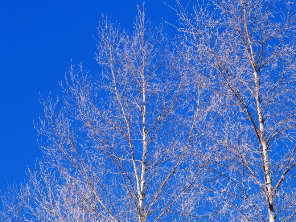 Snow_Winter_Scene_winter_snow_wallpapers_MIL50070_wallcoo.com