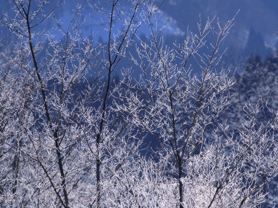 Snow_Winter_Scene_winter_snow_wallpapers_MIL50071_wallcoo.com