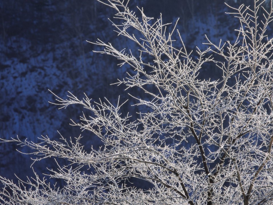 Snow_Winter_Scene_winter_snow_wallpapers_MIL50072_wallcoo.com