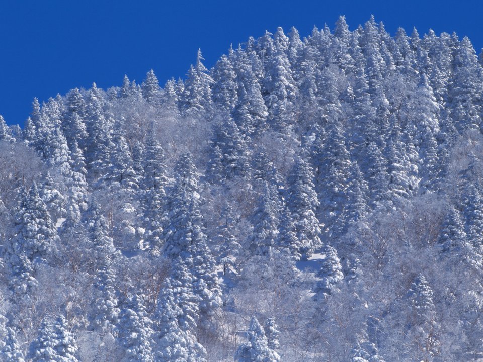 Snow_Winter_Scene_winter_snow_wallpapers_MIL50075_wallcoo.com
